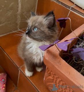 Foto №2 zu Ankündigung № 155557 zu verkaufen ragdoll-katze - einkaufen Irland quotient 	ankündigung