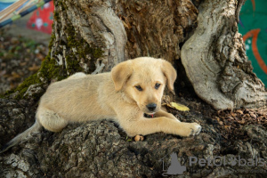 Foto №4. Ich werde verkaufen labrador retriever in der Stadt Tiflis. quotient 	ankündigung - preis - 110€