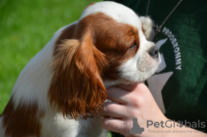 Foto №2 zu Ankündigung № 24582 zu verkaufen cavalier king charles spaniel - einkaufen Polen züchter