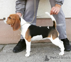 Foto №2 zu Ankündigung № 122566 zu verkaufen beagle - einkaufen Serbien quotient 	ankündigung