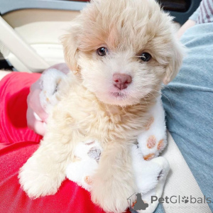 Foto №3. Reinrassige Cavapoo-Welpen. Niederlande