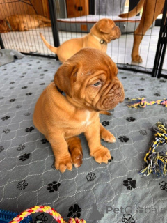 Foto №1. dogue de bordeaux - zum Verkauf in der Stadt Huissau-sur-Cosson | Frei | Ankündigung № 170456
