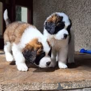 Foto №1. französische bulldogge - zum Verkauf in der Stadt Feldkirchen in Kärnten | 350€ | Ankündigung № 170149