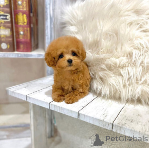 Foto №1. pudel (toy) - zum Verkauf in der Stadt Toronto | 484€ | Ankündigung № 177679