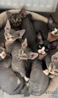 Foto №1. devon rex - zum Verkauf in der Stadt Bidford-on-Avon | 700€ | Ankündigung № 163022