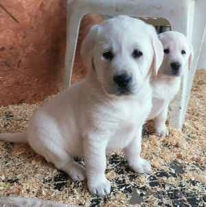 Foto №1. labrador retriever - zum Verkauf in der Stadt Biržai | 300€ | Ankündigung № 75772