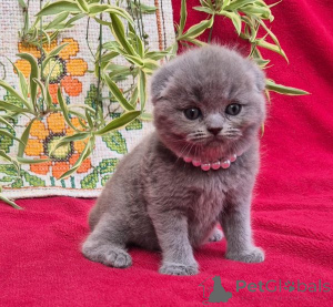 Foto №1. schottische faltohrkatze - zum Verkauf in der Stadt Kran-Montana | 350€ | Ankündigung № 178744