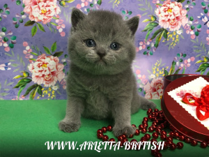 Foto №3. Britische Katzen in klassischer blauer Farbe. Russische Föderation