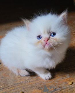 Foto №1. himalayan cat - zum Verkauf in der Stadt Eschborn | 350€ | Ankündigung № 173525