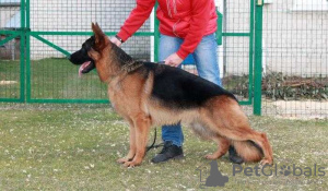 Foto №3. Deutscher Schäferhund Welpe. Russische Föderation