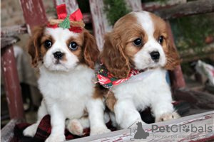 Foto №3. Entzückende Cavalier King Charles Welpen zur kostenlosen Adoption. Deutschland