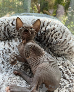 Foto №1. sphynx-katze - zum Verkauf in der Stadt Miami | 473€ | Ankündigung № 93333