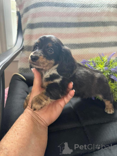 Foto №2 zu Ankündigung № 163176 zu verkaufen dackel - einkaufen Polen züchter