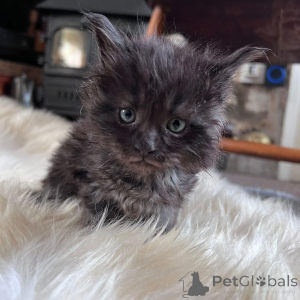 Foto №4. Ich werde verkaufen maine-coon-katze in der Stadt New York. quotient 	ankündigung - preis - 319€