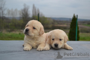 Foto №3. Labrador Retriever. Serbien