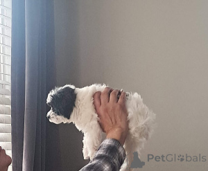 Foto №1. maltipu - zum Verkauf in der Stadt Bayerisch Eisenstein | 900€ | Ankündigung № 150136