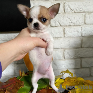 Foto №2 zu Ankündigung № 84230 zu verkaufen chihuahua - einkaufen Finnland quotient 	ankündigung