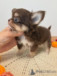 Foto №4. Ich werde verkaufen chihuahua in der Stadt Zentralathen. züchter - preis - 250€