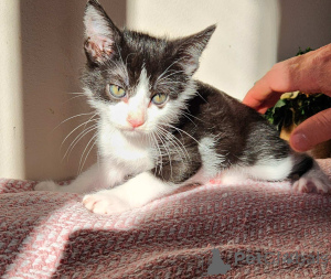 Foto №1. europäisch kurzhaar - zum Verkauf in der Stadt Wien | verhandelt | Ankündigung № 136607