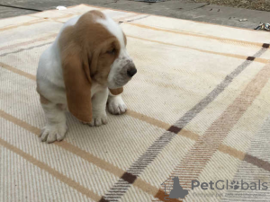 Foto №1. basset hound - zum Verkauf in der Stadt Berlin | 300€ | Ankündigung № 70869