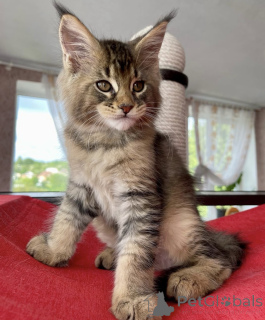 Foto №1. maine-coon-katze - zum Verkauf in der Stadt Baden-Baden | 990€ | Ankündigung № 163662