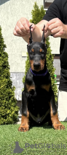 Zusätzliche Fotos: Dobermann-Welpen zu verkaufen