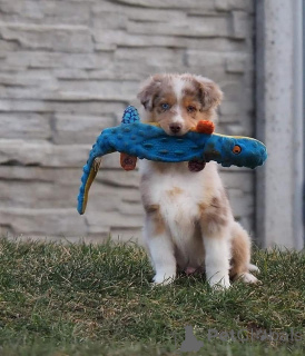 Foto №1. australian shepherd - zum Verkauf in der Stadt Klosterneuburg | verhandelt | Ankündigung № 165327
