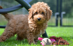 Foto №4. Ich werde verkaufen  in der Stadt New York.  - preis - 769€