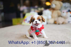 Foto №3. Dean Janet Kay Welpen Haus. USA