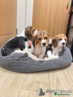 Foto №1. beagle - zum Verkauf in der Stadt Bietigheim-Bisten | 350€ | Ankündigung № 166491