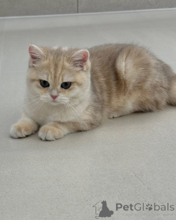 Foto №2 zu Ankündigung № 157998 zu verkaufen britisch kurzhaar - einkaufen Finnland quotient 	ankündigung