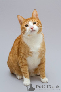 Foto №1.  - zum Verkauf in der Stadt Chimki | Frei | Ankündigung № 164498