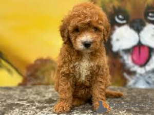 Foto №4. Ich werde verkaufen labradoodle in der Stadt Manchester. quotient 	ankündigung, züchter - preis - 700€