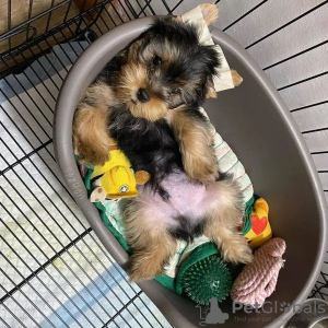 Foto №4. Ich werde verkaufen yorkshire terrier in der Stadt Гамбург. quotient 	ankündigung - preis - 330€