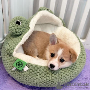 Foto №3. Pembroke Velso ist ein echter Geheimtipp. Litauen