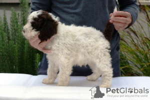 Foto №3. Lagotto Romagnolo, männliche Welpen. Serbien