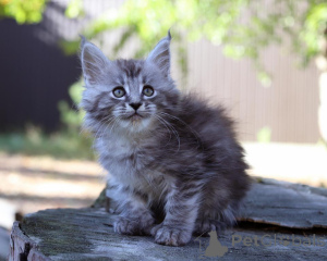 Foto №1. maine-coon-katze - zum Verkauf in der Stadt Norderstedt | 350€ | Ankündigung № 173636