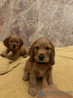 Zusätzliche Fotos: Selbsterzogener American Cocker Spaniel jetzt zum Verkauf