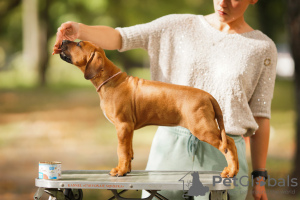 Foto №3. Rhodesian Ridgeback-Welpen. Weißrussland