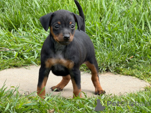 Foto №1. zwergpinscher - zum Verkauf in der Stadt Aix-en-provence | Frei | Ankündigung № 171800