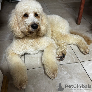 Foto №3. Auf der Suche nach einer Braut für einen Rüden in Russische Föderation. Ankündigung № 131724