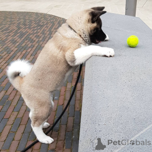 Foto №1. akita - zum Verkauf in der Stadt Silkeborg | 500€ | Ankündigung № 160157