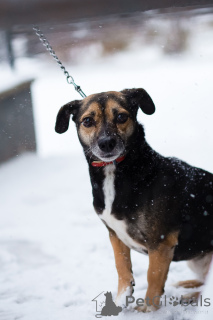 Foto №4. Ich werde verkaufen mischlingshund in der Stadt St. Petersburg. quotient 	ankündigung - preis - Frei