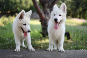 Zusätzliche Fotos: Weiße Schweizer Schäferhundwelpen zu verkaufen