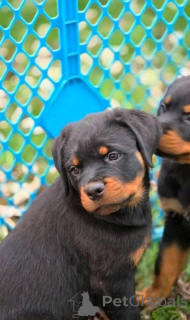 Foto №2 zu Ankündigung № 161315 zu verkaufen  - einkaufen Australien 