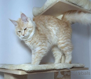 Foto №1. maine-coon-katze - zum Verkauf in der Stadt Warschau | verhandelt | Ankündigung № 139013