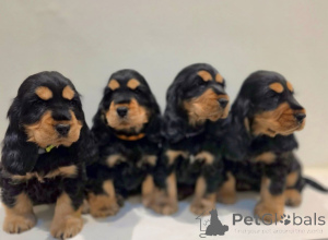 Foto №3. Urocze szczenięta Cocker Spaniel do adopcji. Polen