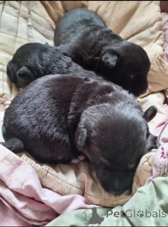 Foto №1. mischlingshund - zum Verkauf in der Stadt Minsk | Frei | Ankündigung № 166478