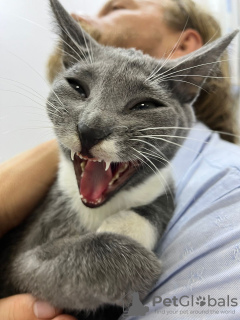 Zusätzliche Fotos: Die wunderschöne rote Katze Zlata ist in guten Händen