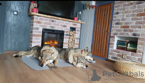 Foto №1. tschechoslowakischer wolfhund - zum Verkauf in der Stadt Москва | verhandelt | Ankündigung № 116253